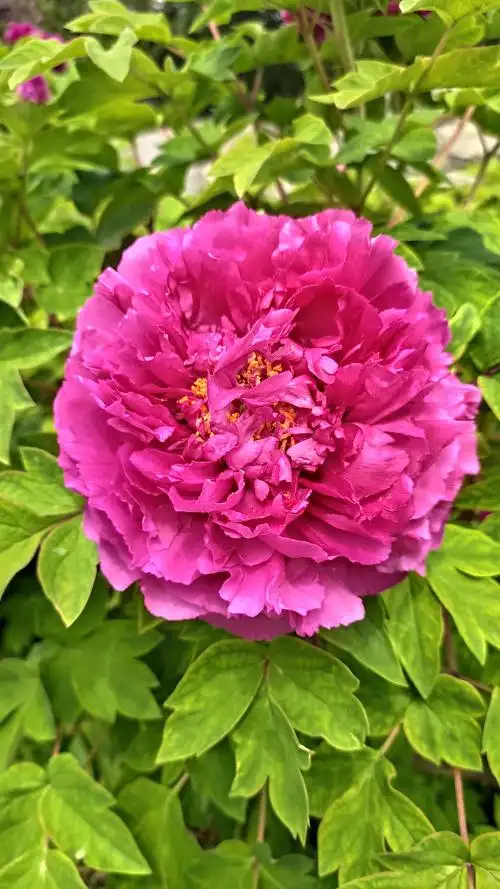 唯有牡丹真国色,花开时节动京城