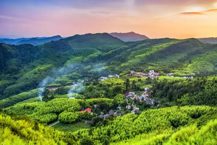 竹海镇:竹林脚下的致富经 - 当代先锋网 - 社会