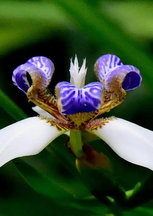 巴西鸢尾——马蝶花