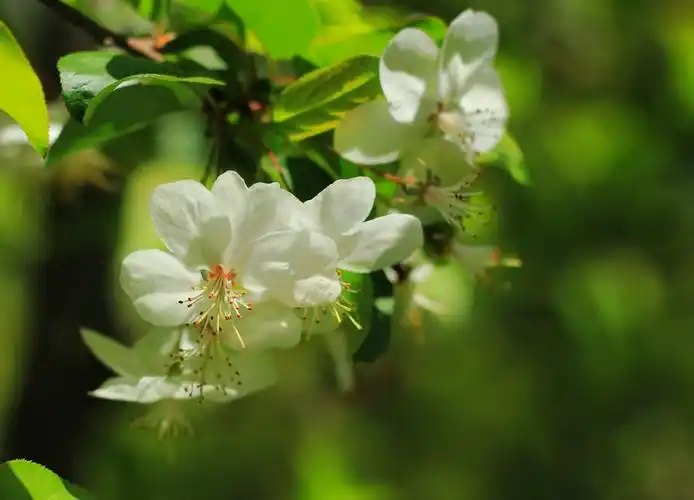 查看:4889 * 贴子主题:在崂山拍到的三种野生观赏植物