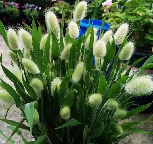 "兔尾草"怎么养?秋天可播种,发芽快长到爆盆,很萌很可爱