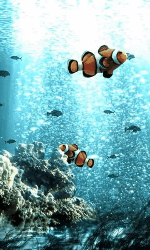 鱼水情动图欣赏