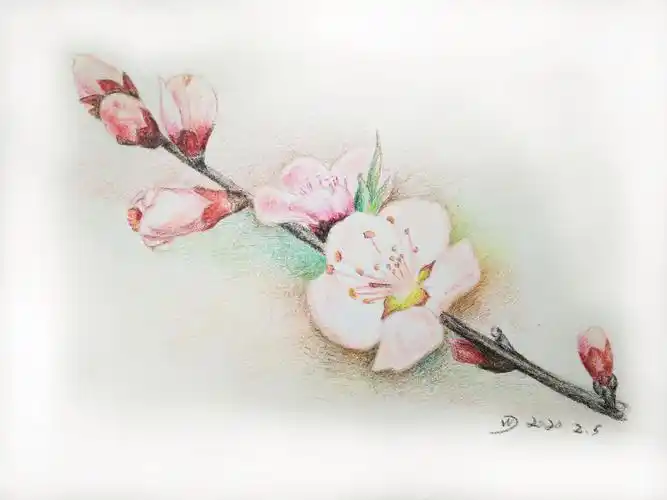 彩铅小习作之桃花绘画步骤