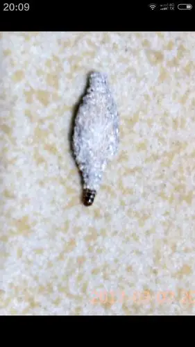 什么虫,外面似棉丝包着,头会伸出来,家里墙角边._百度知道