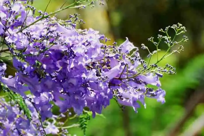 蓝花楹花语深远清凉静谧梦幻