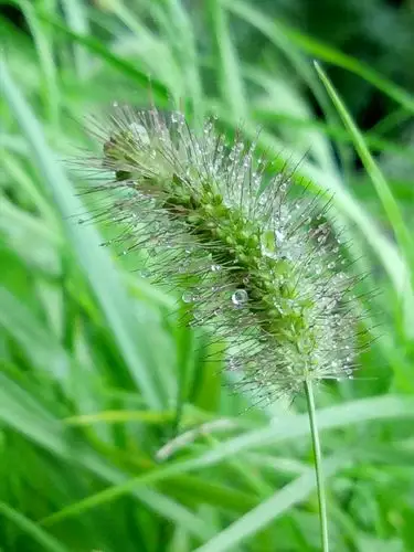 风雨中的毛毛草