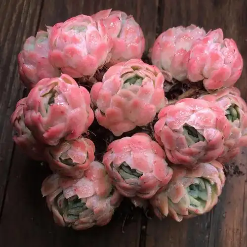 冰梅多肉日系冰梅云南多肉直播一物一拍 包子萌系昆明神琦的哆肉