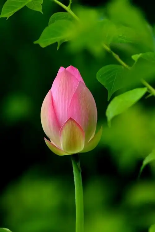 莲花开了满世界都是菩萨的微笑天也无常地也无常回头一望佛便是我回头