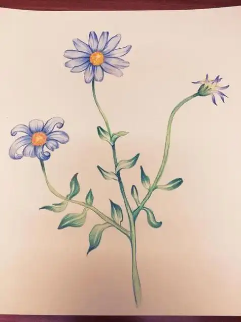 彩色铅笔画简笔画植物花草彩色-雏菊