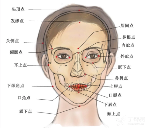 讲座与面部美学相关测量标准