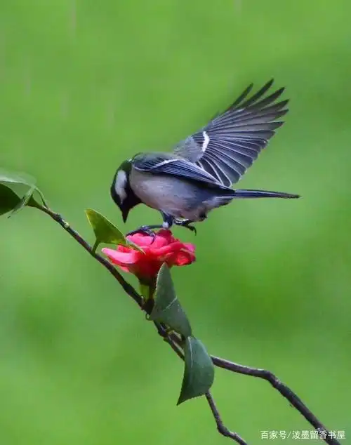 小鸟系列手机壁纸图片