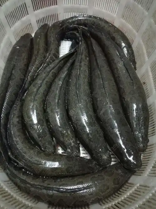 清一色的黑鱼,就是忘记拍现场照片了