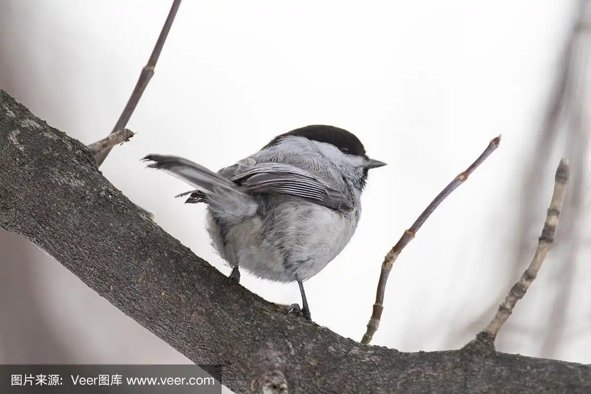 柳山雀,黑头山雀,山梨在冬季的自然环境中生长.俄罗斯新西伯利亚地区.