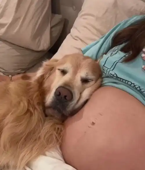 由于大金毛在铲屎官怀孕期间,经常枕着铲屎官的孕肚睡觉.