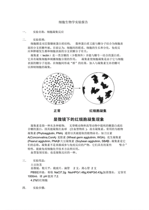 细胞凝集反应实验报告.pdf