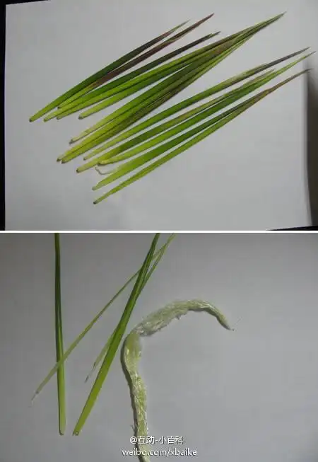 花芽可食,味甜,俗称"毛芽",春天经常去"抽毛芽".