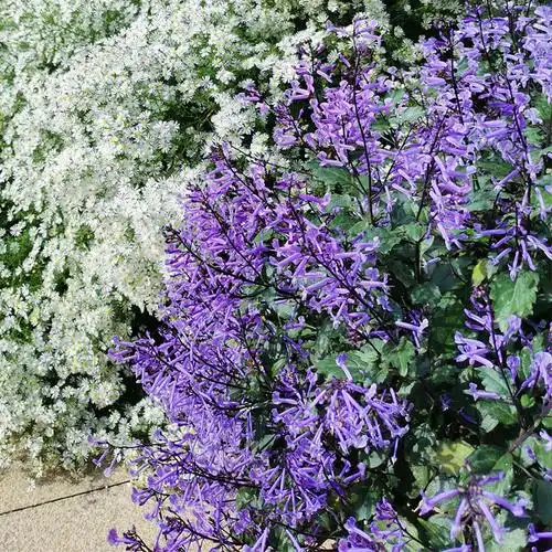 种花花王大爷特丽莎香茶菜盆盆栽花苗庭院阳台花卉