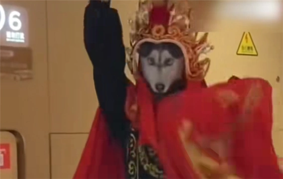 00后川剧变脸变出二哈表情包网友祖师爷要被气笑了