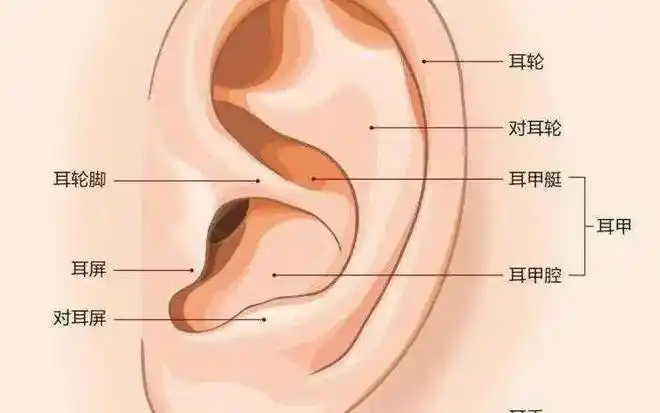 耳朵是脏腑器官的缩影您知道艾灸耳朵有什么好处吗