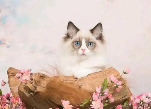 布偶猫作为猫中女神,更是被人誉为猫中赫本女神般的存在,自然是少不了