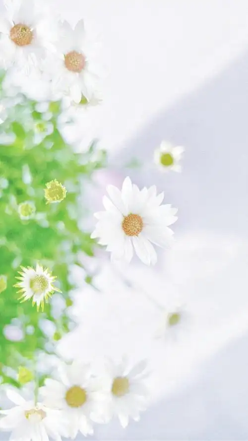 清新淡雅小雏菊微距摄影,高清图片,手机锁屏桌面-壁纸族