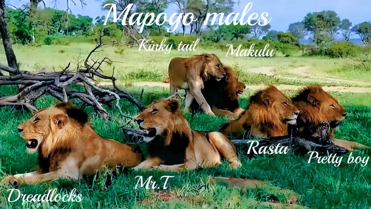 几张墙纸草稿.#坏男孩联盟 #动物世界 #狮子 - 抖音