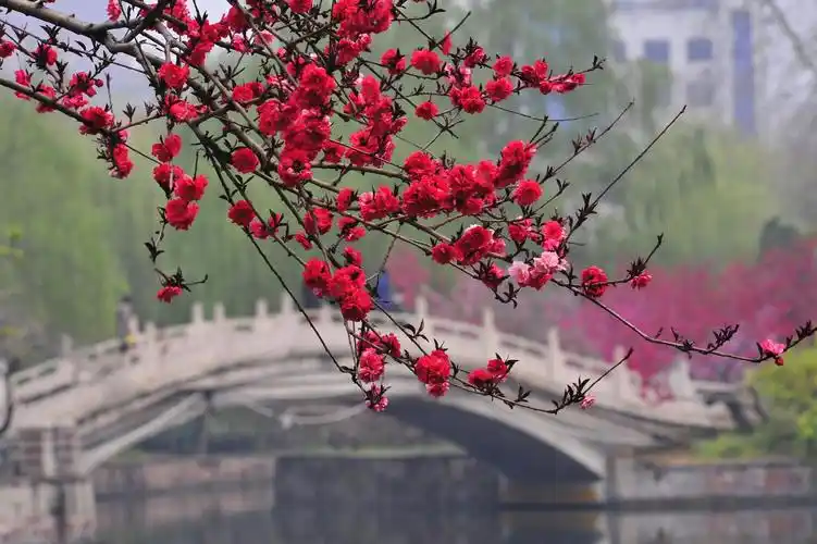 烟雨桃花,我等你
