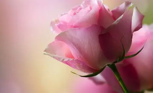 清新淡雅唯美花卉壁纸_漂亮好看的花卉