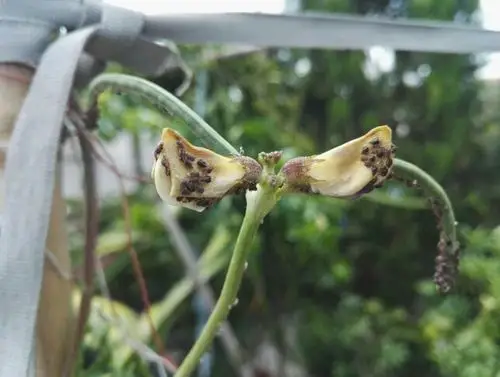 长在红豆上面的虫子,有很多,密密麻麻的,怎么处理?