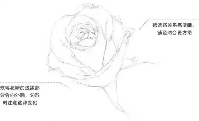 零基础素描教程:分步骤讲解玫瑰素描画法,看起来难,画起来简单