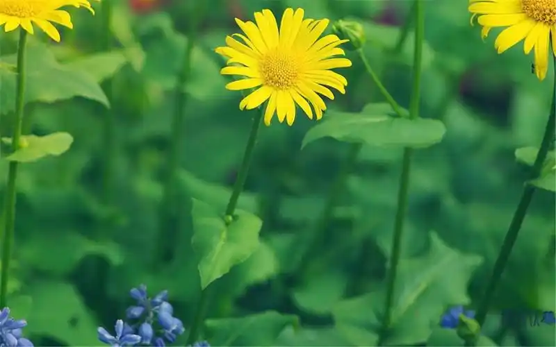 唯美治愈系清新植物高清电脑壁纸图片大全