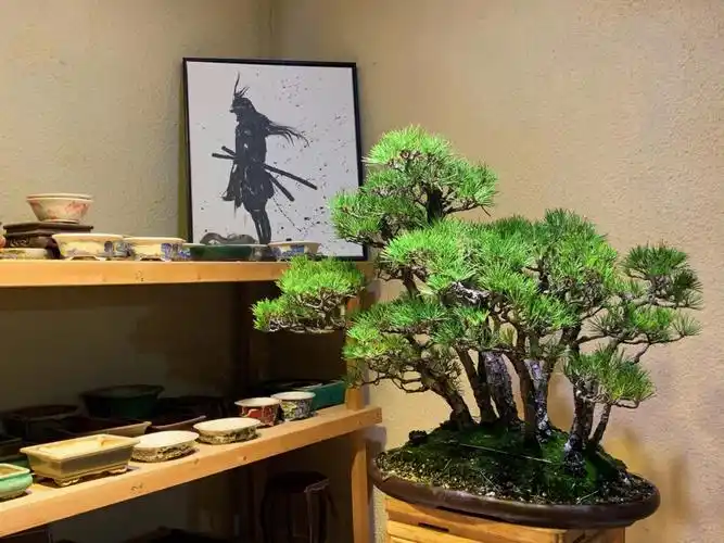 日本丛林三河黑松