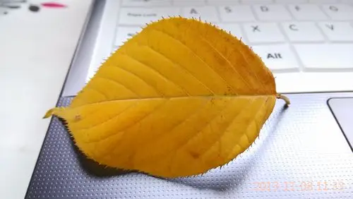 秋叶黄壁纸图片