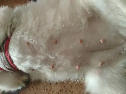 怀孕40多天的狗肚子突然消了(博美),除了肚子消了外没有任何异常,是