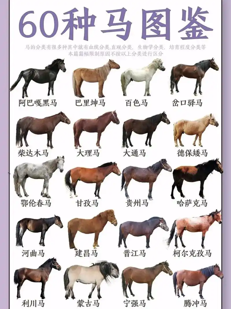 中国千里马,万马奔腾图.24.1.10 - 抖音