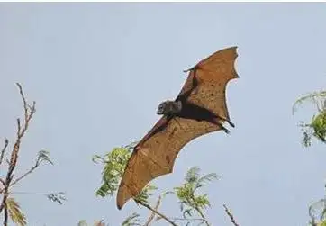 世界上会飞的最大哺乳动物,鼯猴能滑翔90米以上