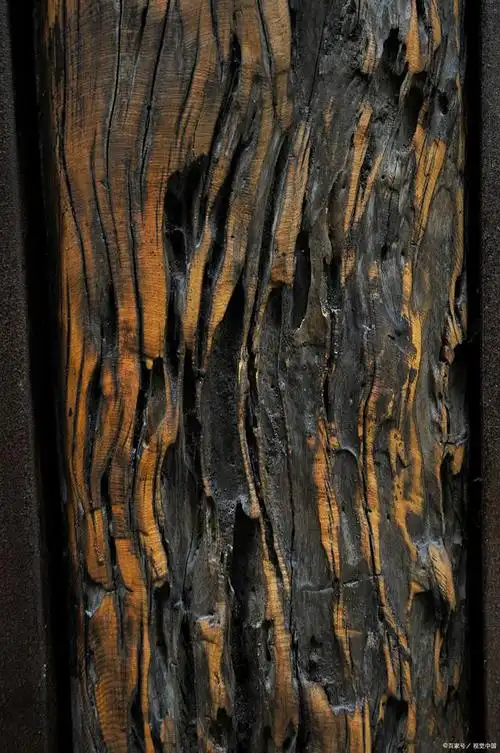 金丝楠木的秘密:为何这种木材比金还贵,却没有人愿意种?