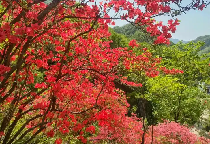 汝阳西泰山杜鹃花
