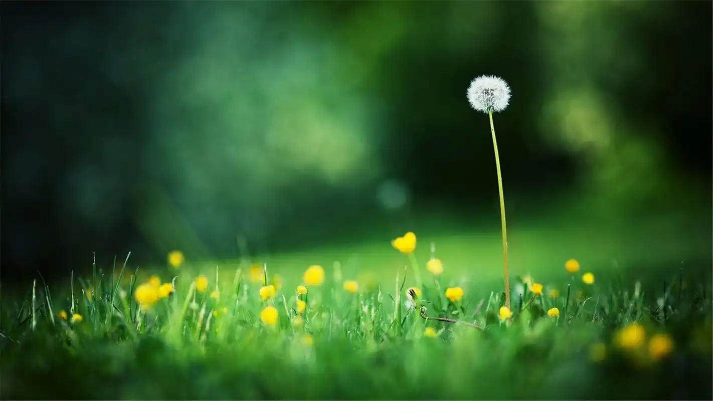 精选好看的小清新文艺范治愈系唯美图片桌面壁纸高清(2)