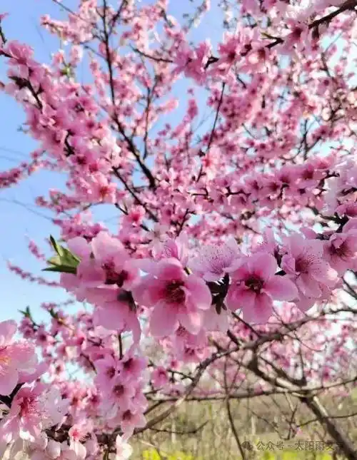 三月花神享美誉,妖艳仙姿人人爱.城中村庄桃花开,桃花盛开的村庄2024.