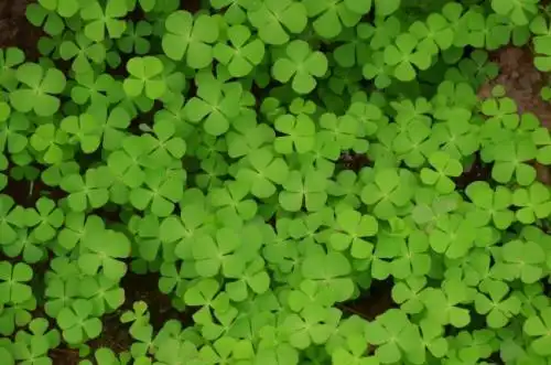 好看的幸运四叶草高清背景图片