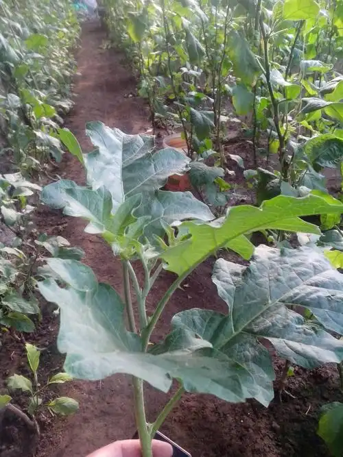 托鲁巴姆  嫁接茄子用的野茄秧 追问 不是 回答 我们嫁接茄子都用这种