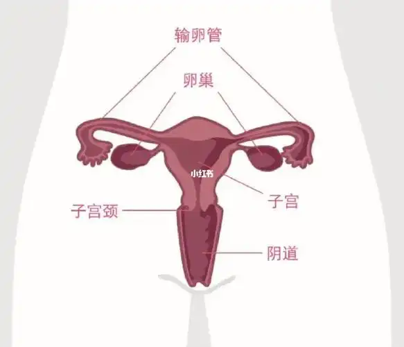新冠攻击了我的卵巢和子宫有同款的吗