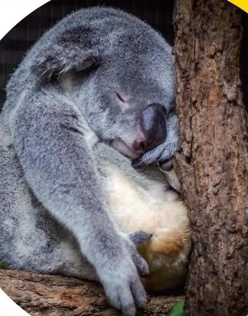 树袋熊——睡懒觉大王