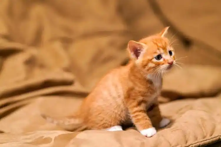 叮咚解锁阔爱小橘猫土猫也阔爱