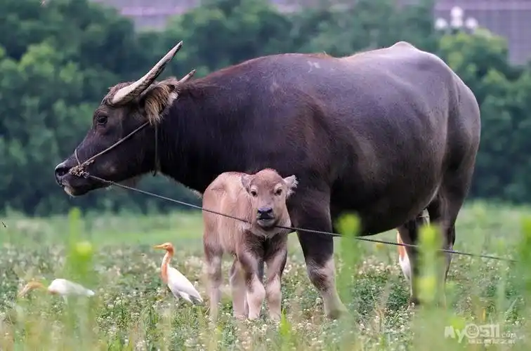 萌萌哒小水牛.