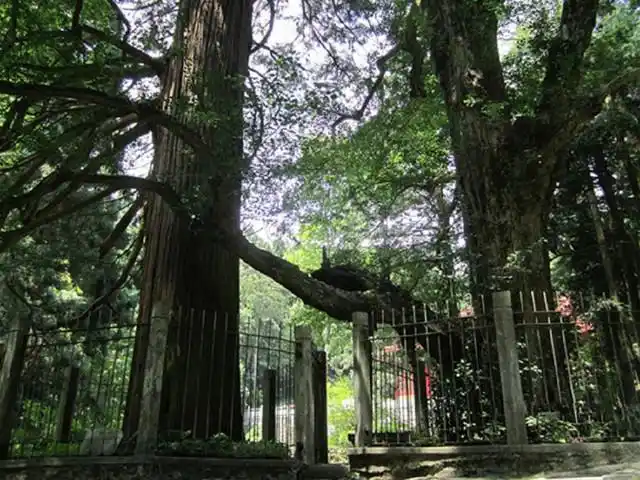 三宝树 三宝树为庐山