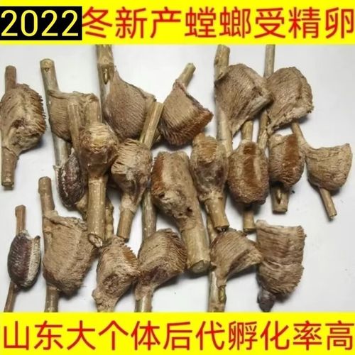 中华大刀螳螂卵夹螳螂子螳螂蛋活体可孵化受精卵桑螵蛸 螳螂卵随机发1