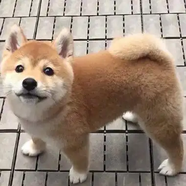 の:可爱柴犬!今日限定_微信头像_我要个性网