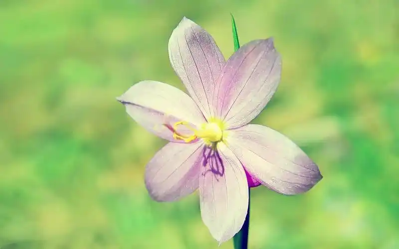 清新花卉,高清壁纸图片,鲜花背景-回车桌面